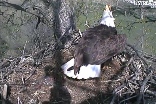 ScreenHunter_20 Apr. 01 15.51.jpg